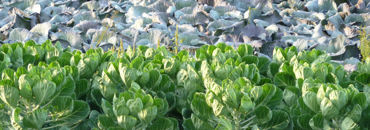 Krautacker in Ismaning, Landkreis München © Veronika Wilke Krautacker in Ismaning, Landkreis München © Veronika Wilke